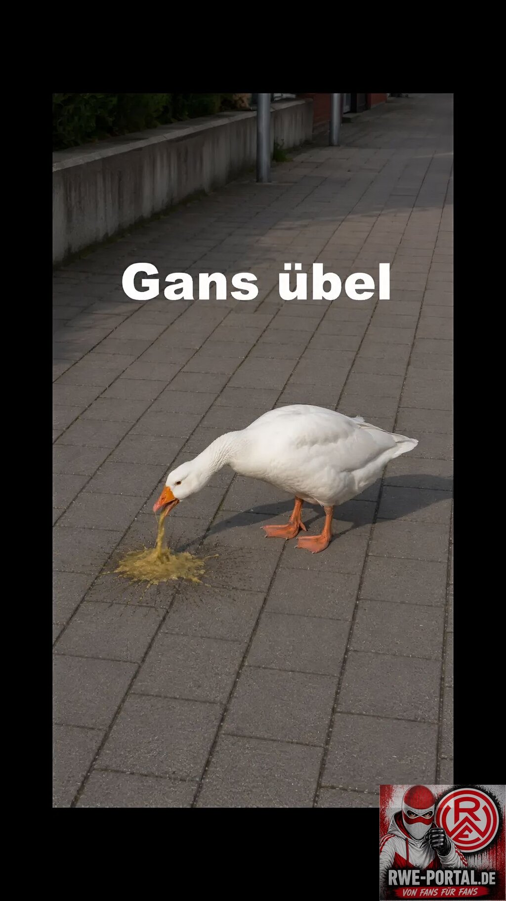 IMG_3338.jpeg